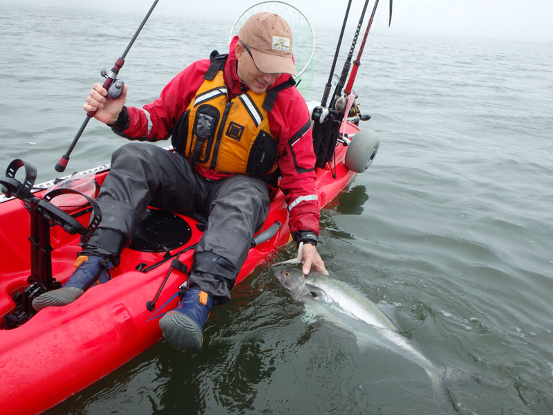 kayak bluefish