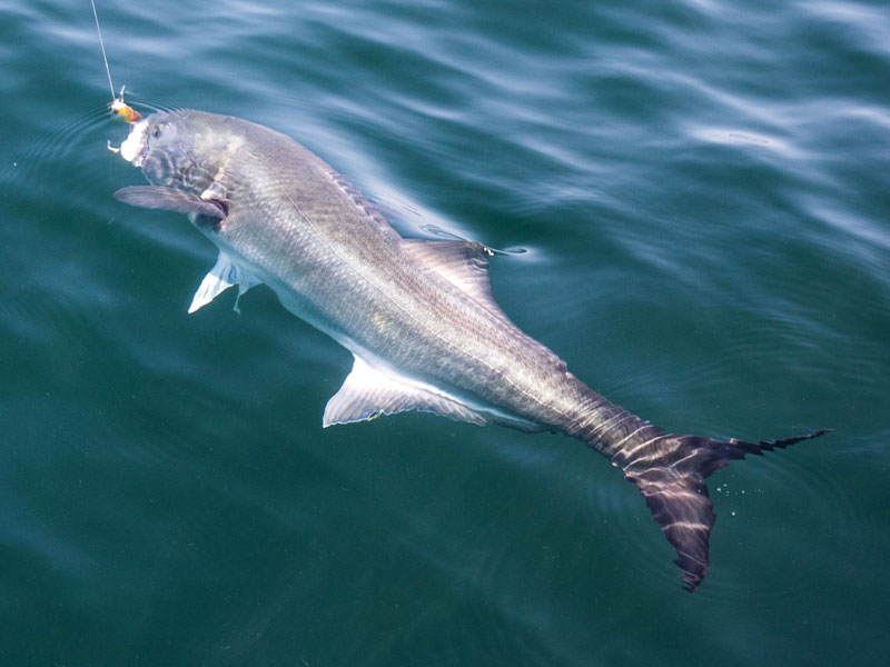 deep-water bluefish