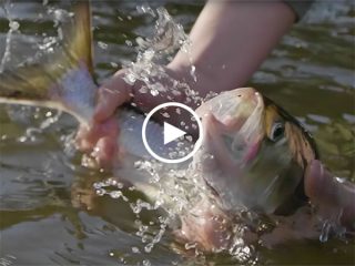 Delaware Water Gap Shad