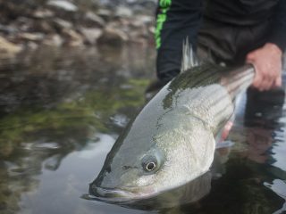 Catch and Release Striped Bass