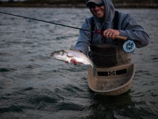 Schoolie striper