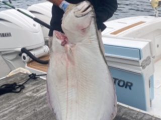 halibut