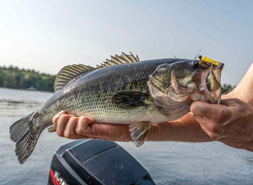 largemouth on Johnson Beetle Spinner 