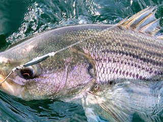 Learning to effectively use diamond jigs will give you an advantage when the bass are hanging in deep water during the summer.