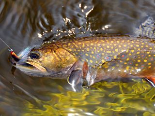 Brook Trout