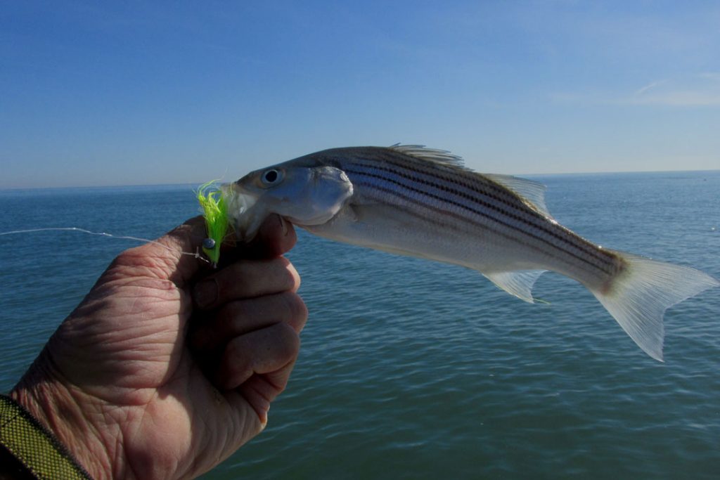 schoolie on fly