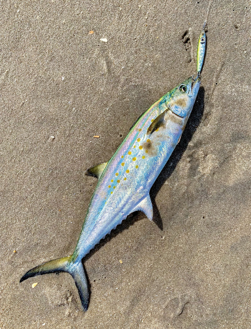 Spanish Mackerel