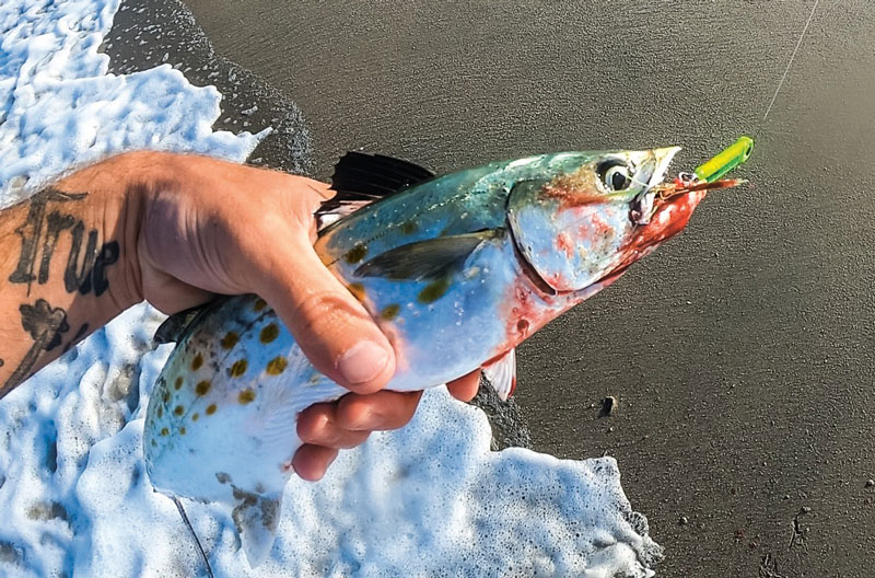 Spanish mackerel on jig