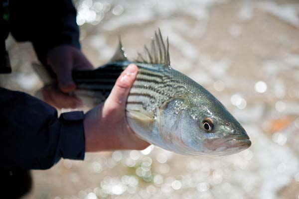 schoolie striped bass