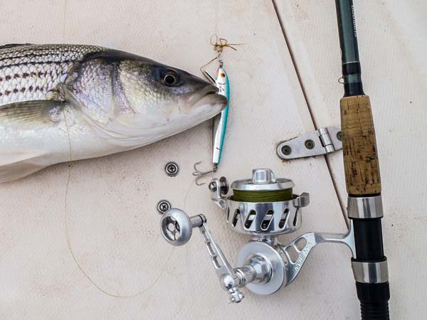 Red Fin striper