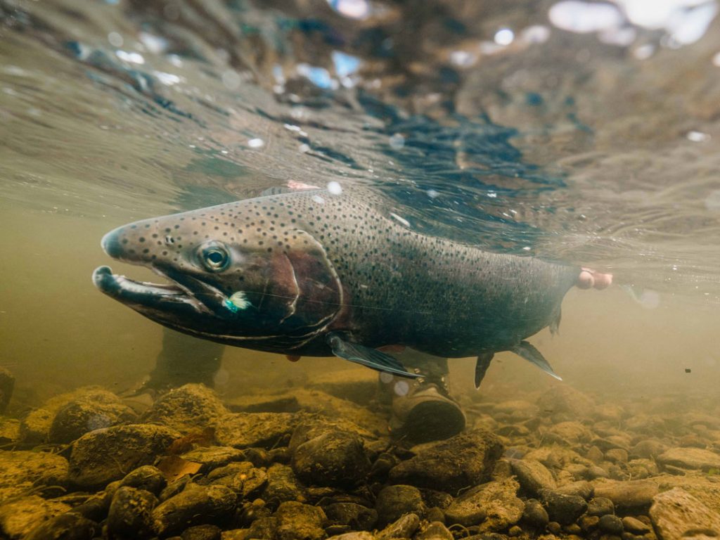 Steelhead