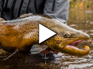 big brown trout sandy creek